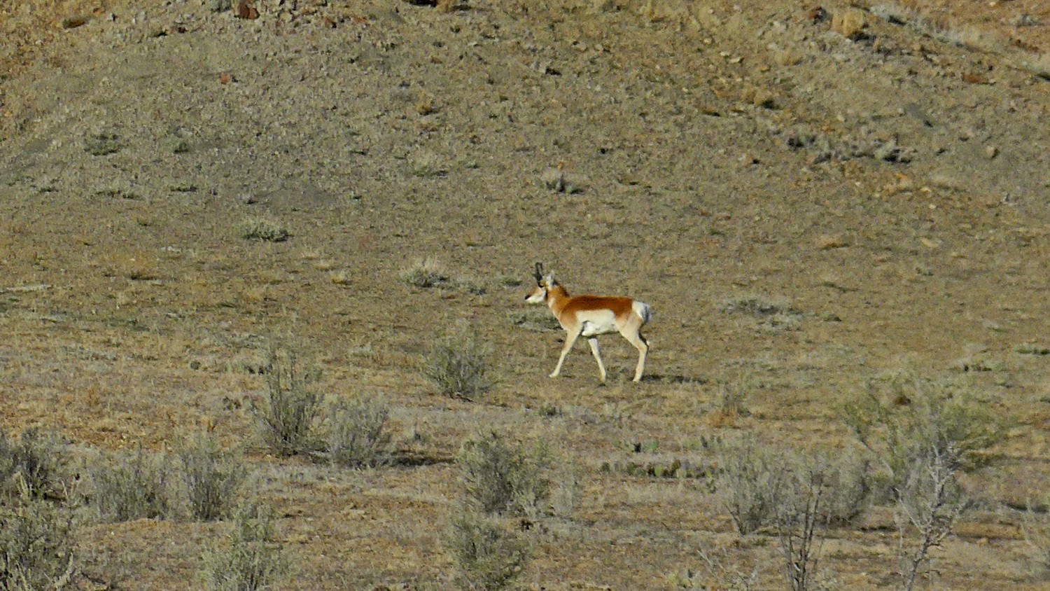 Antelope seen few miles east of FisherTowers